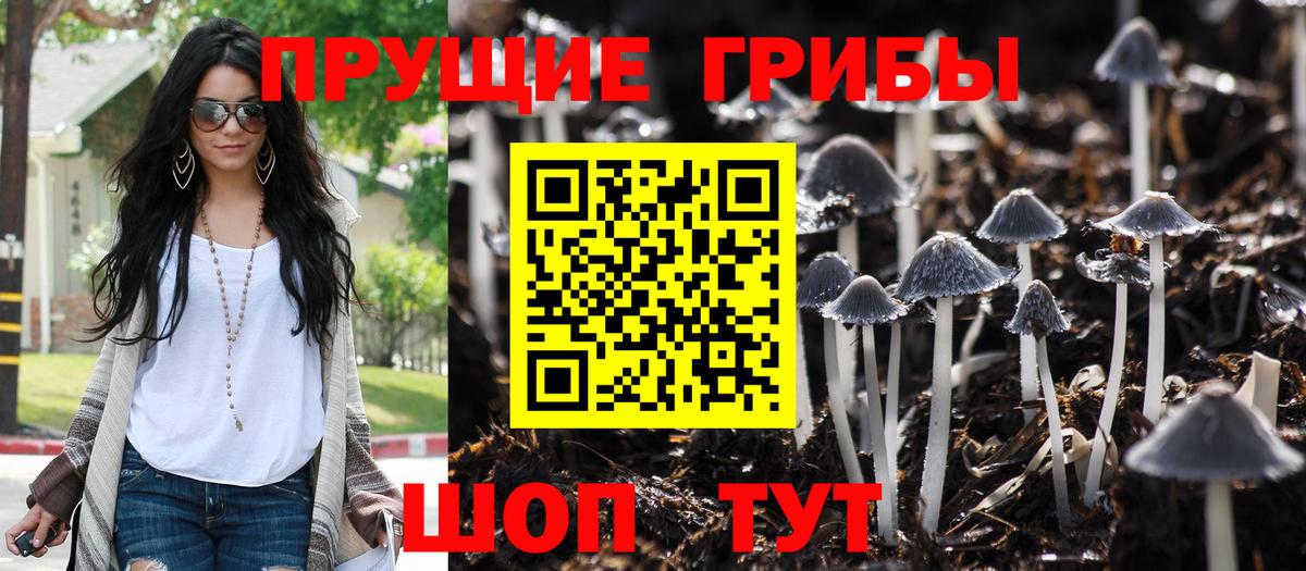 Чайковский  Псилоцибиновые грибы прущие грибы  Галлюциногенные грибы Psilocybine cubensis  Вход с VPN 